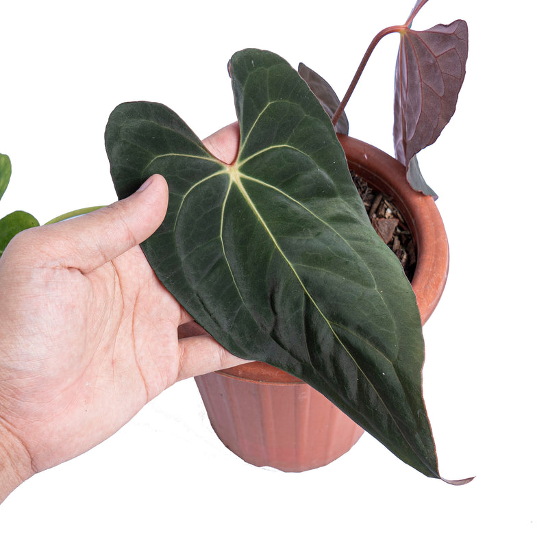 Anthurium papillilaminum x one – Aroid Market