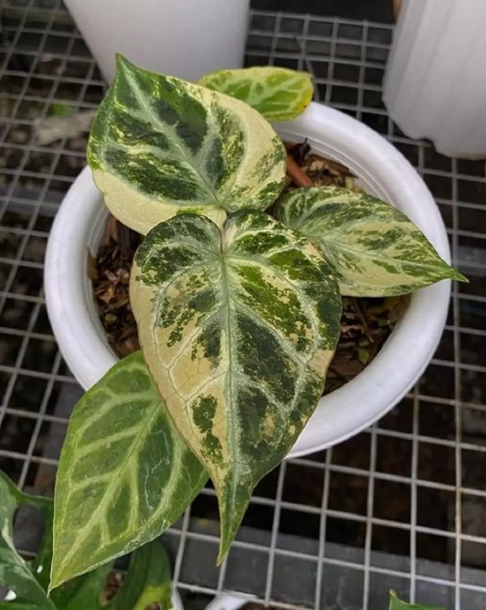 Anthurium Crystallinum Variegated - Aroid Nursery