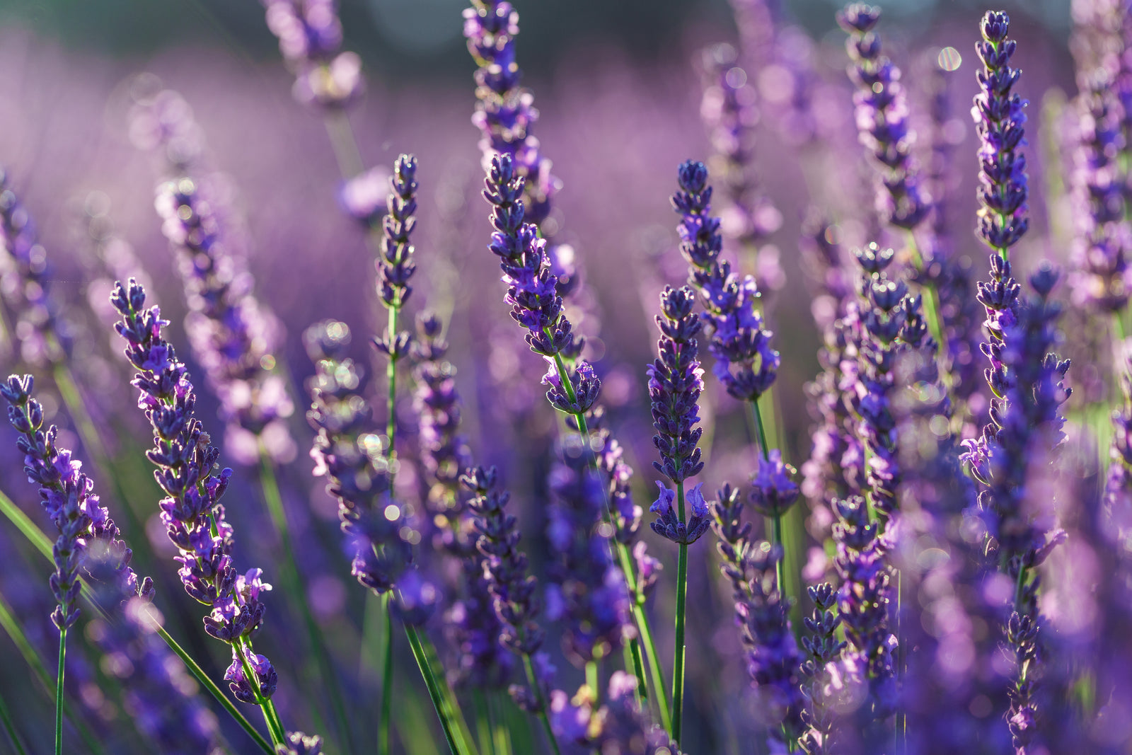 LAVANDE_1600x.jpg?v=1722104121