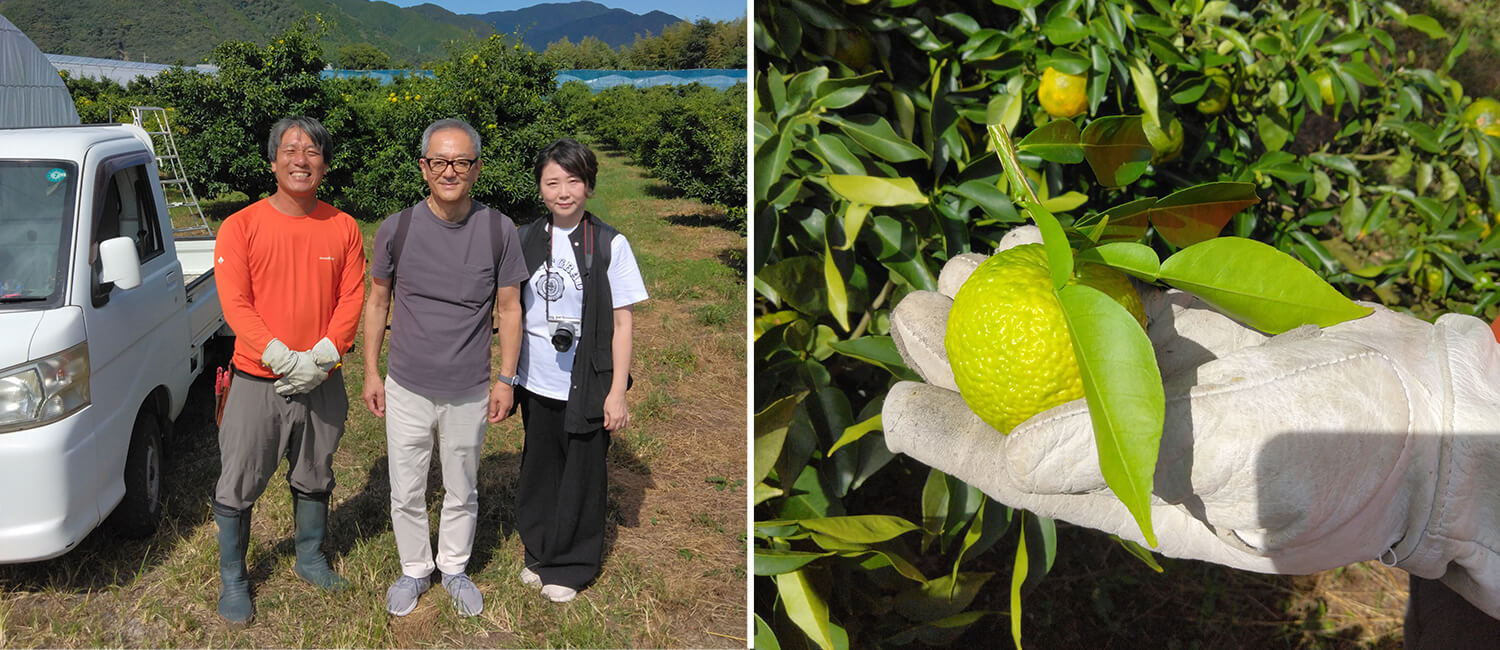 高知県産柚子 天然アロマスプレー 【柚樹 - yuju】 60ml