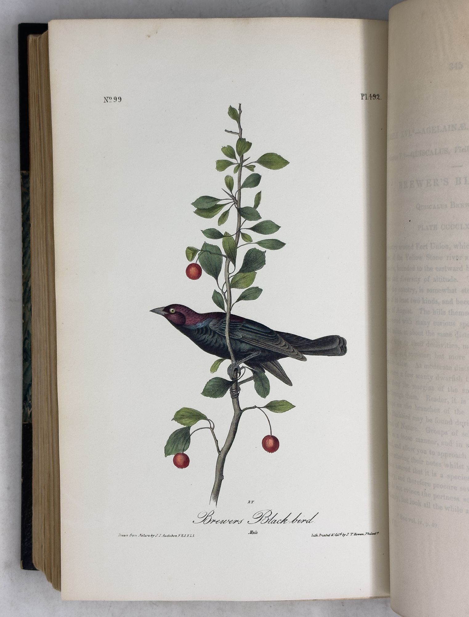 Audubon's Complete Birds of America | AraderBooks