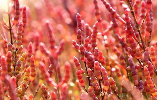 ナガセ ビューティケァ 健康食品 化粧品 通信販売 アルカンジュ