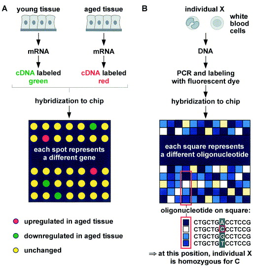 DNA-microarrays: novel techniques to study aging and guide