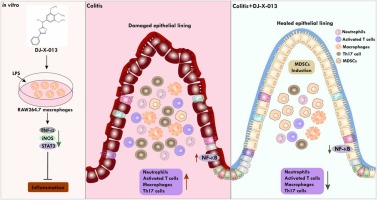 DJ-X-013 reduces LPS-induced inflammation, modulates Th17/ myeloid