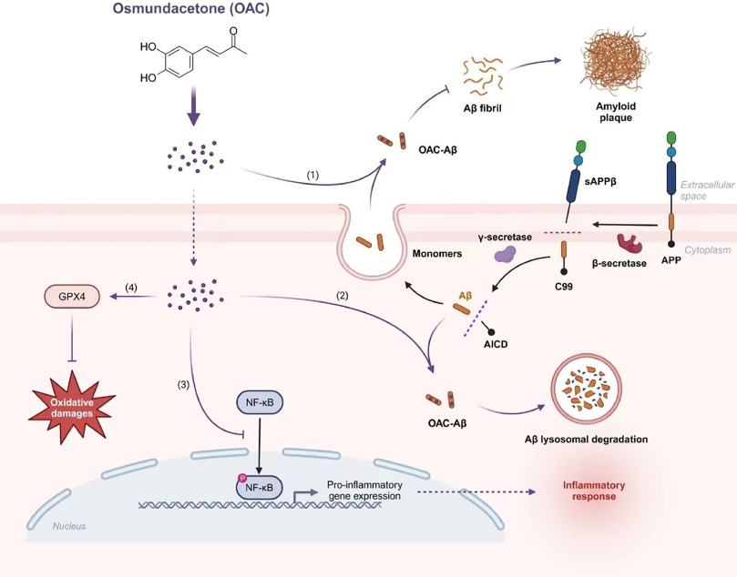 Osmundacetone ameliorates Alzheimer's-like pathologies by