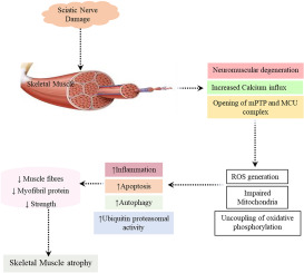 Skeletal muscle atrophy after sciatic nerve damage: Mechanistic