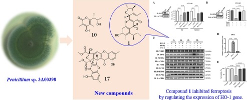 Ferroptosis-inhibitory compounds from the deep-sea-derived