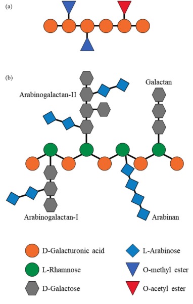Toward sustainable obesity management: A review of extraction
