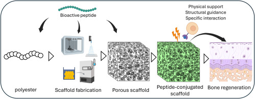 Peptide-conjugated biodegradable polyester scaffolds for bone