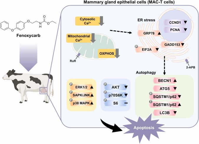 Fenoxycarb disrupts calcium homeostasis and impairs unfolded