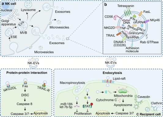 Engineering natural killer cell-derived extracellular vesicles for
