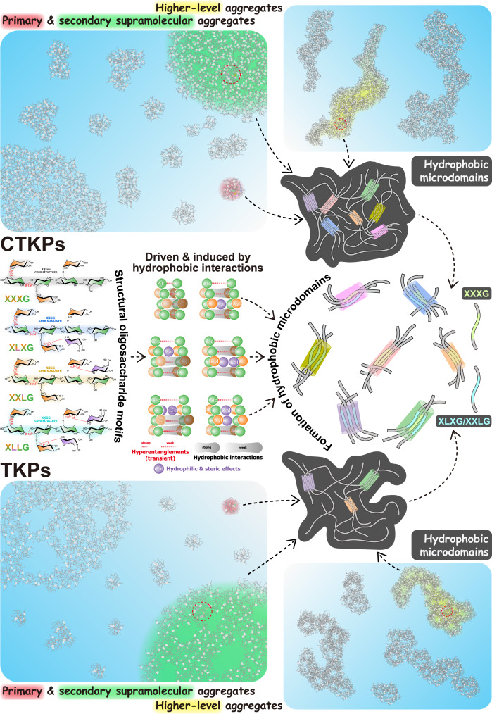 Hydrophobic aggregation via partial Gal removal affects solution