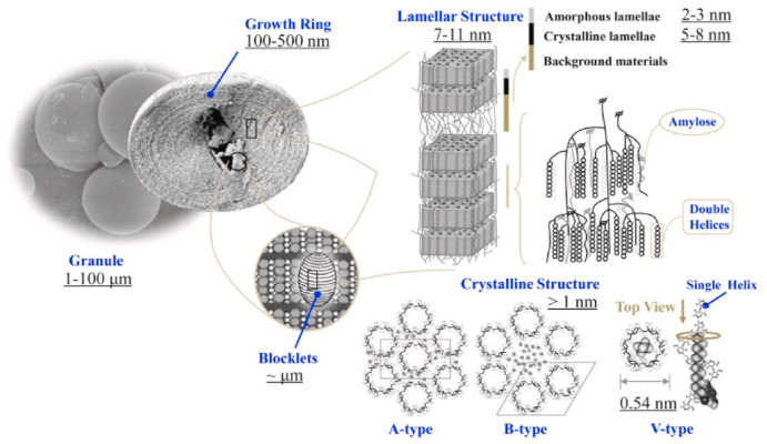 Preparation-controlled structural modulation of starch