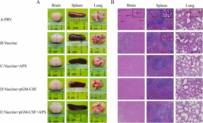 Porcine GM-CSF and APS as a novel complex immunostimulant improves