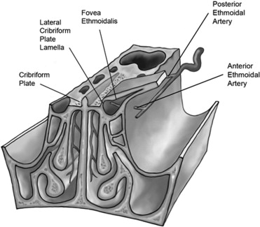 健康・医学 Surgical anatomy of the skull base Surgical Anatomy of