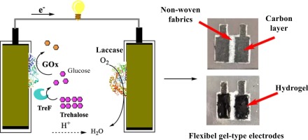 Trehalose-powered membraneless enzymatic fuel cell based on