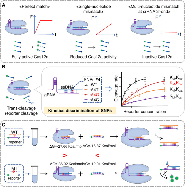 Breaking the PAM barrier: CRISPR-Cas12a-based ultrasensitive