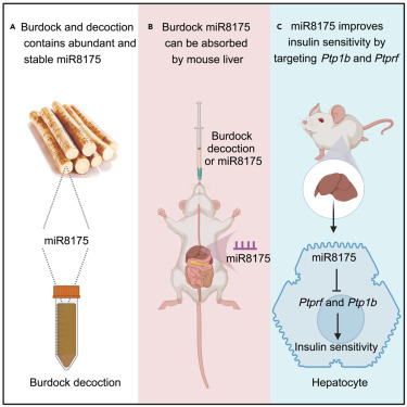 Burdock miR8175 in diet improves insulin resistance induced by