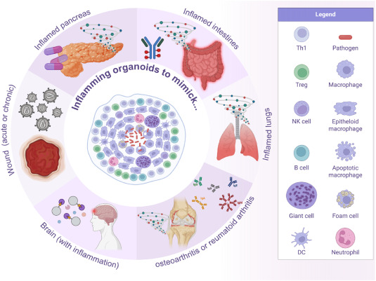 Organoids: A new frontier in precision medicine and engineering
