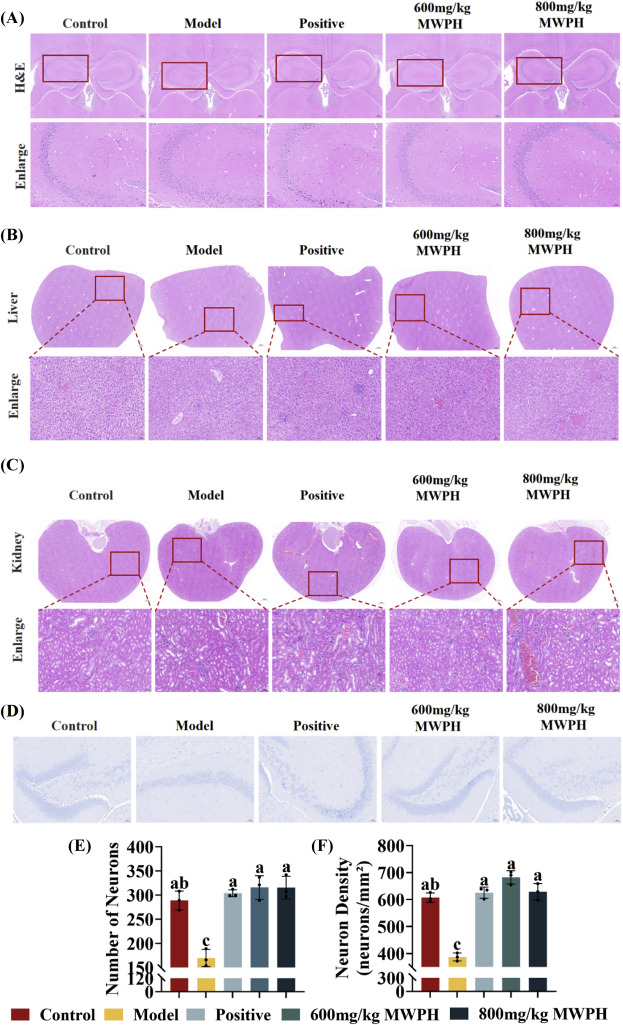 Enzymatic preparation of walnut-derived peptides and their