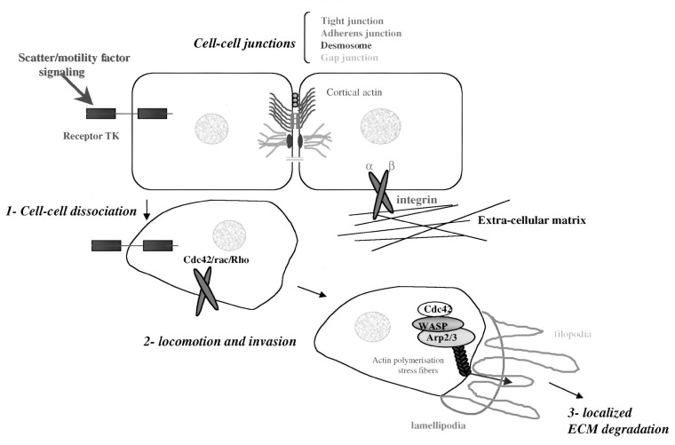 Cell Motility - an overview | ScienceDirect Topics