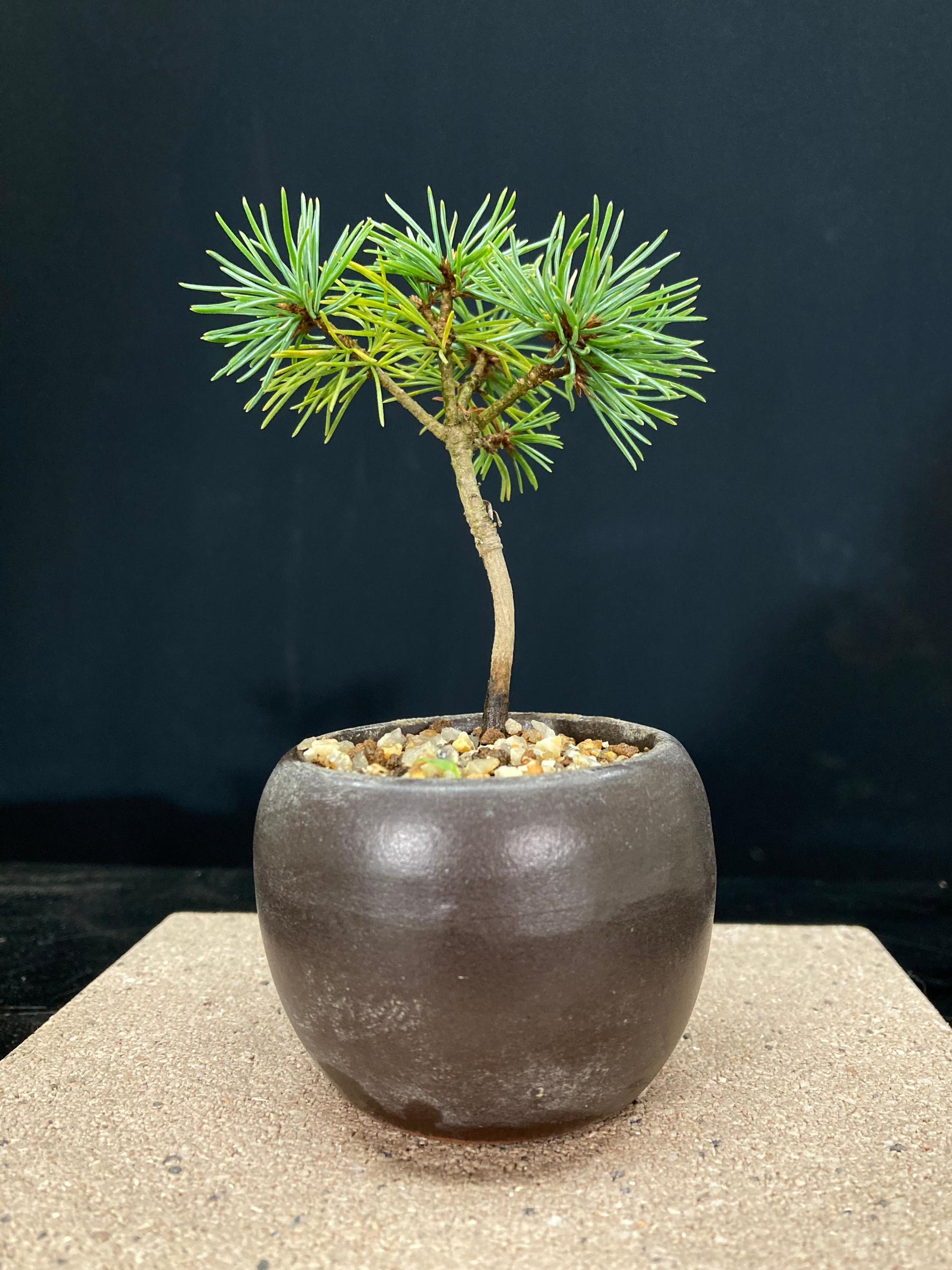赤石五葉松 ミニ盆栽