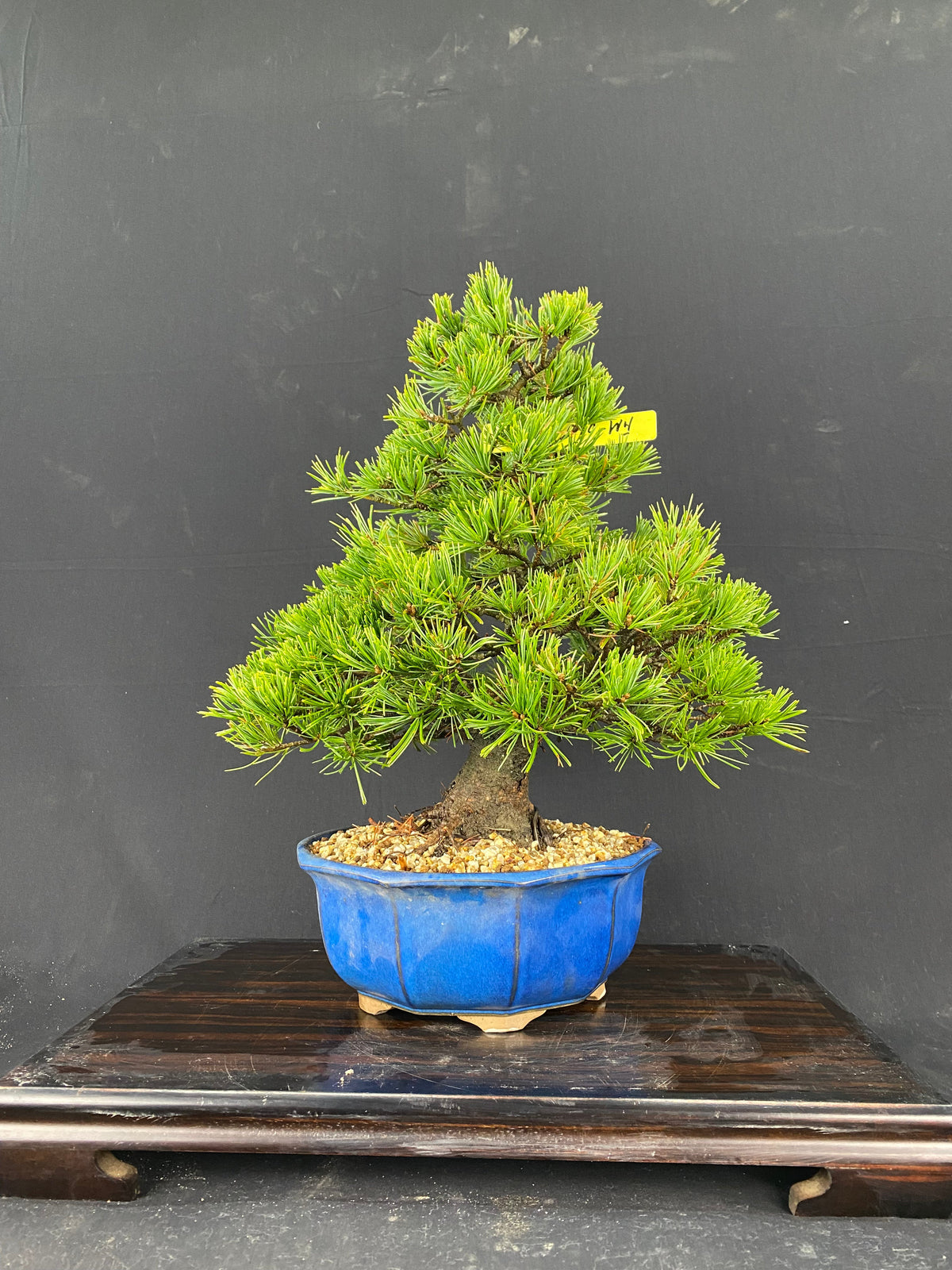 天然石鉢 五葉松盆栽】 ⭕期間限定❗ 【公式通販】