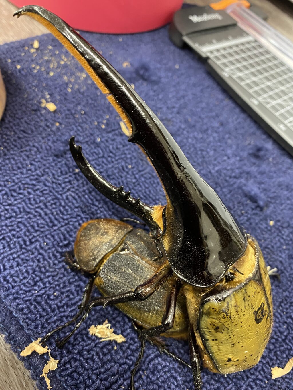 G-OAKS - アートオブヘラクレス