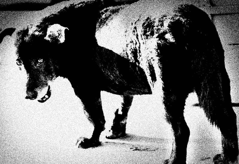 Daido Silk（サイン入り） / 森山大道 Daido Moriyama ON READING