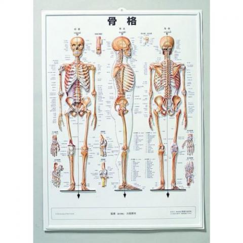 人体模型｜アトラストア:鍼灸接骨院向け卸通販サイト