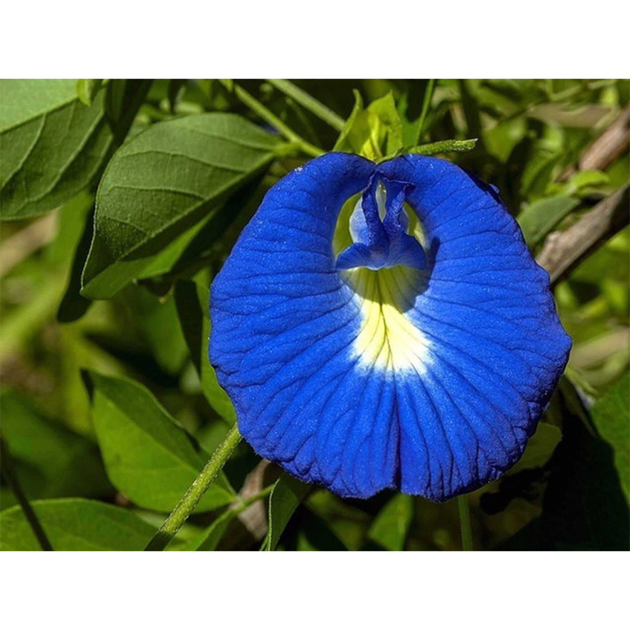 アントシアニンの塊！自然農アンチャン（バタフライピー）｜10g