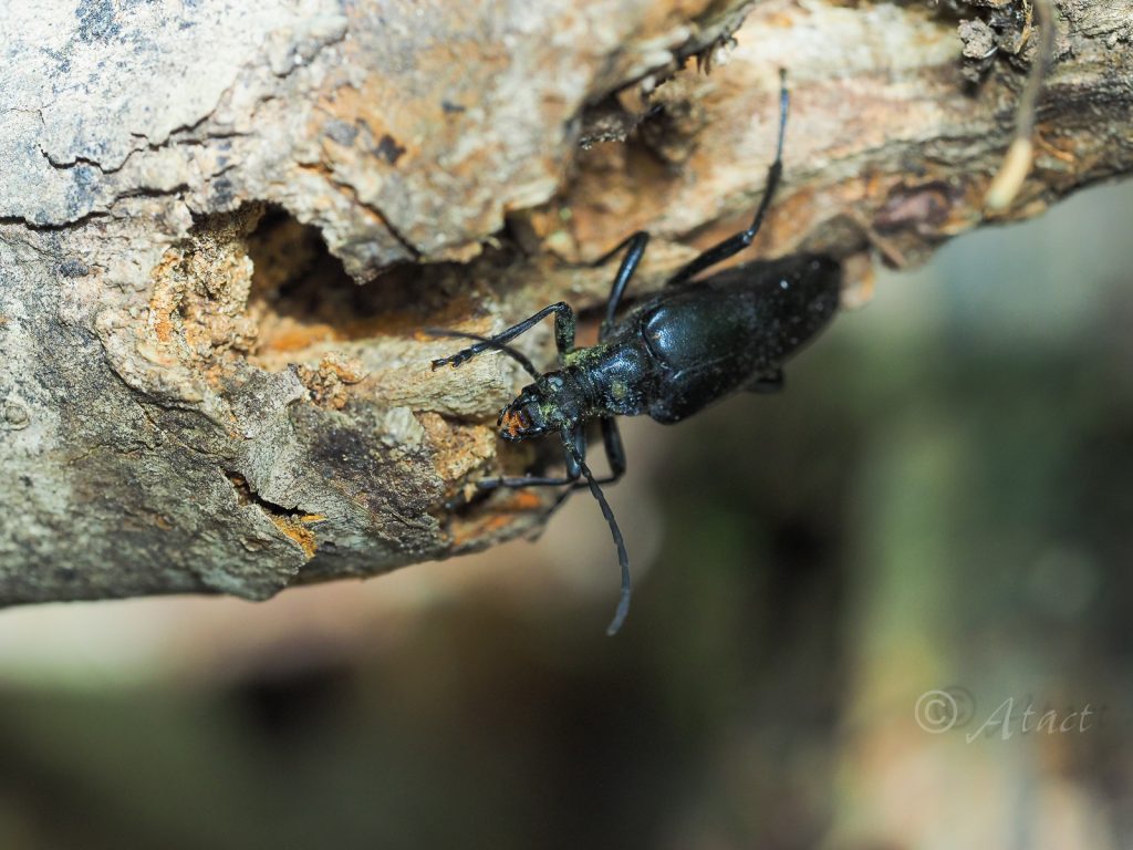 セアカハナカミキリ（和名別称：クロオオハナカミキリ