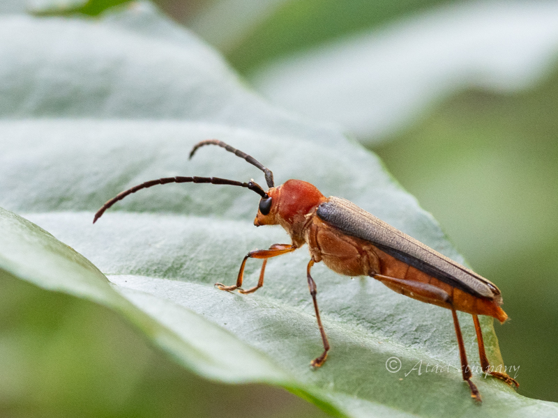 ムモンチャイロホソバネカミキリ | カミキリムシの自然図鑑 Longhorn