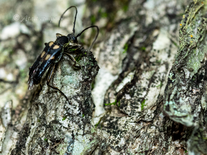 ヤマトキモンハナカミキリ | カミキリムシの自然図鑑 Longhorn Beetles