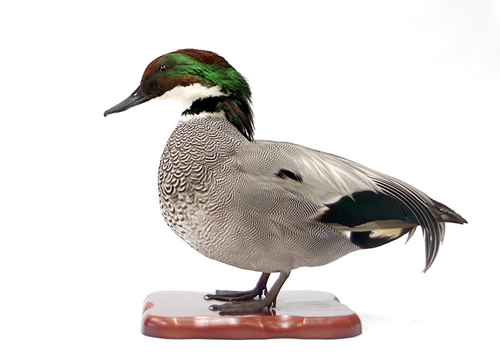 カモ | 鳥類 | 剥製の製作・直売・レンタル・修理なら剥製専門店