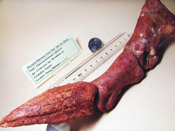 化石ギャラリー｜カルカロドントサウルスのカギ爪