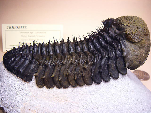 三葉虫モロッコ産⑥ホラルドプスHollardops？化石デボン紀修復跡有り