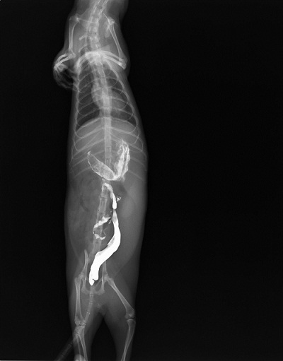 フェレットの臨床Amazon.co.jp: ウサギとフェレットの診断・治療ガイド