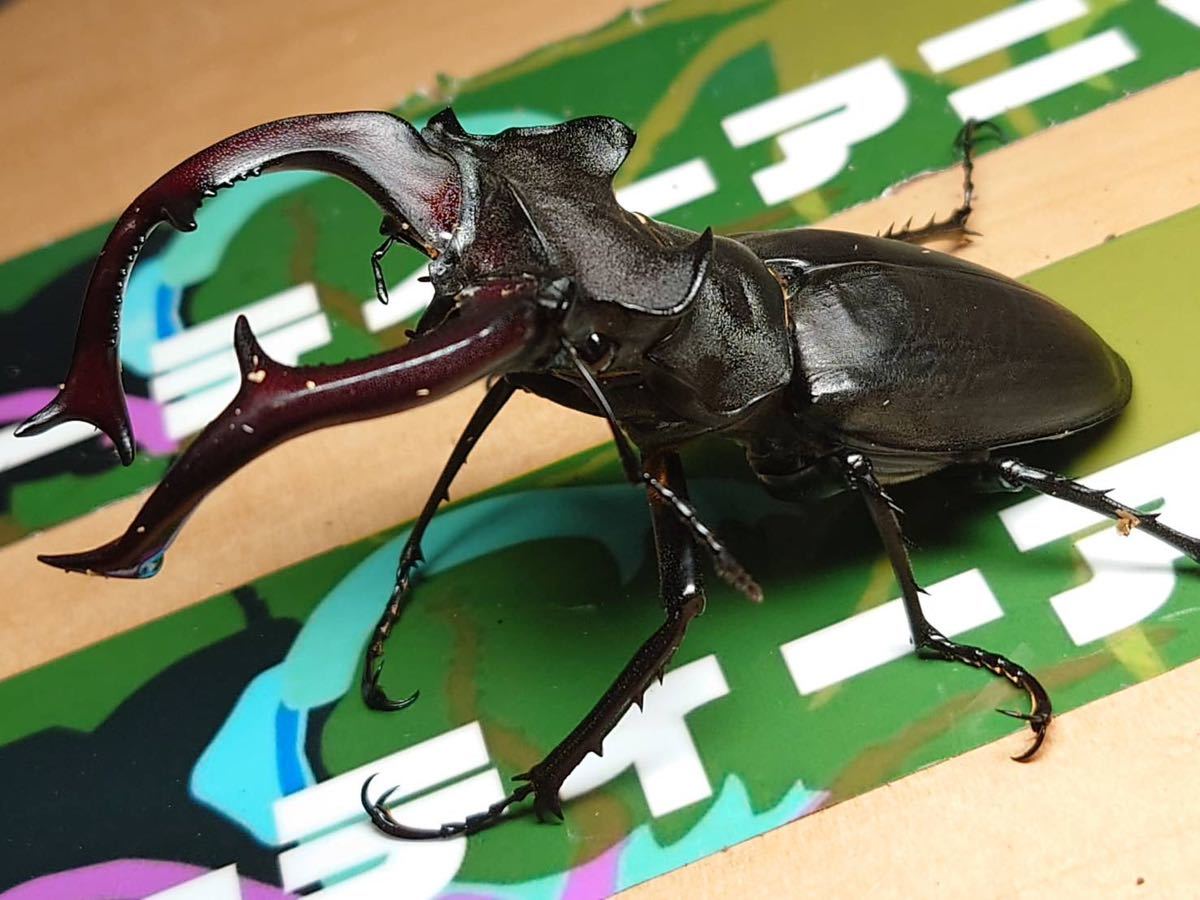 シリア産 ユダイクスミヤマクワガタ ♂67ミリ・♀47ミリ ペア