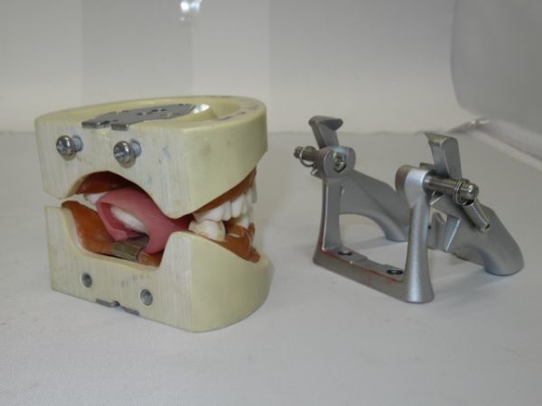 nissin ニッシン 歯 模型 デンタル 創業75周年記念特設サイト｜株式