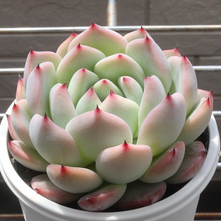 ❁おらいさん苗 そわそわ 札付き （抜き苗） おらいさん苗 】そわそわ