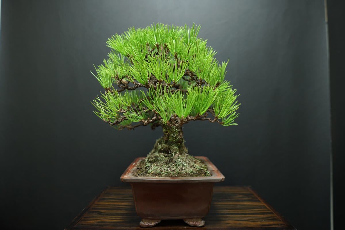 黒松 黒松盆栽 / 赤松 五葉松 真柏 糸魚川 盆栽鉢(松)｜売買された