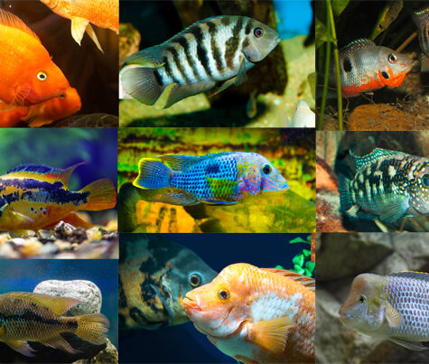 South & Central American Cichlids Archives - Arizona Aquatic Gardens