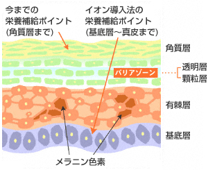 イオン導入とは | 美容室ビジックグループ ｜THE LAND(ザ・ランド