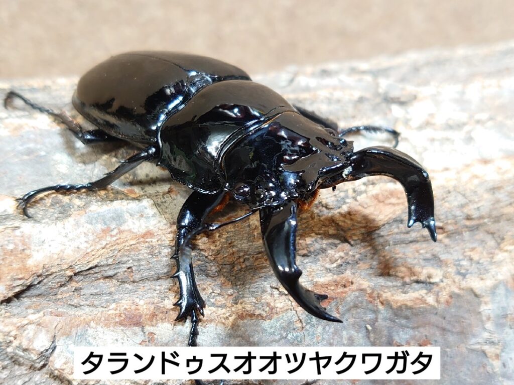 タランドゥスオオツヤクワガタ入荷！ - ブリーディングカンパニードルクス