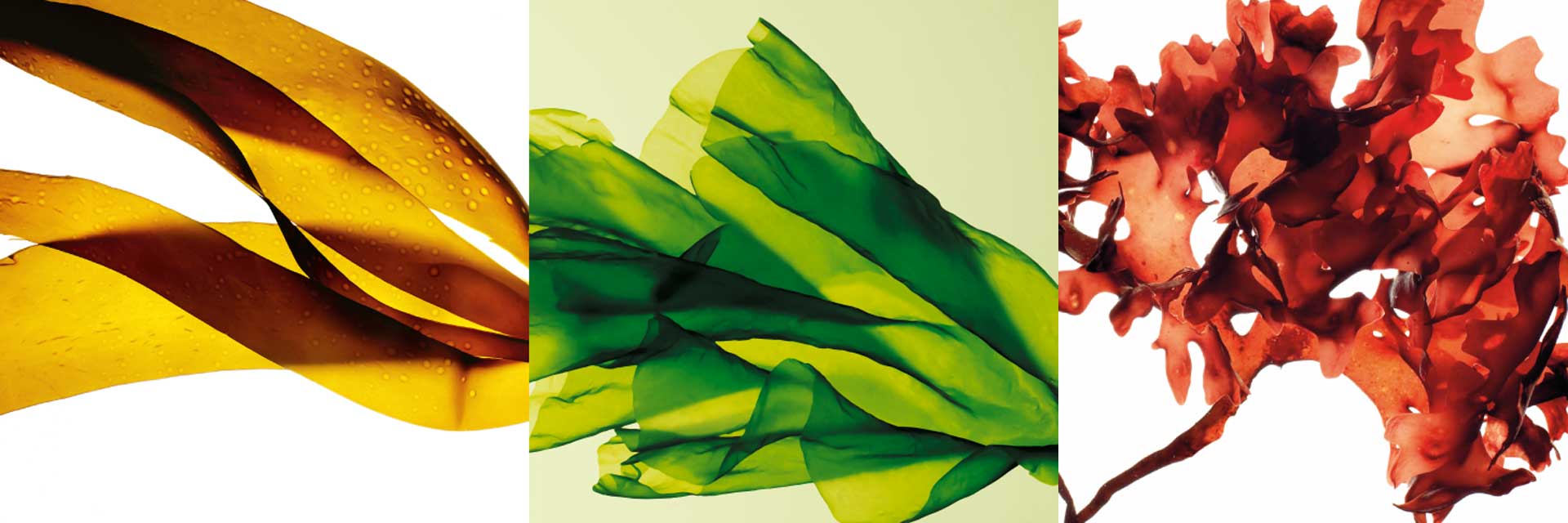 オーシャン シークレッツ | Bali Luxe | バリリュクス│大阪バリニーズ