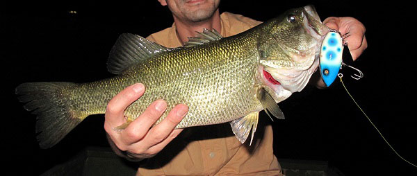 SAURUS | ザウルス