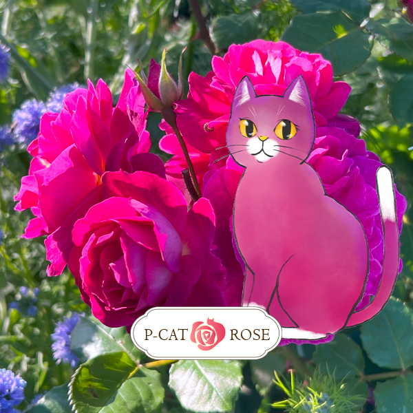 メアリーマグダレンパピヨンローズコサージュパウダーピーチ