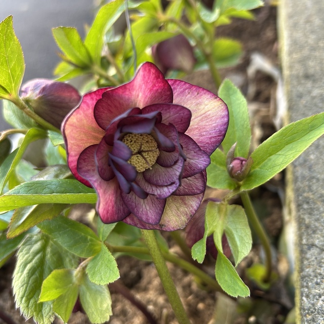 メアリーマグダレン: Green's Garden