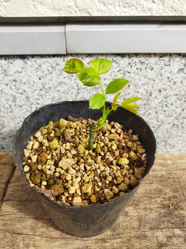 挿し木したバラが1年経って芽吹いた件 - バラ栽培MEMO